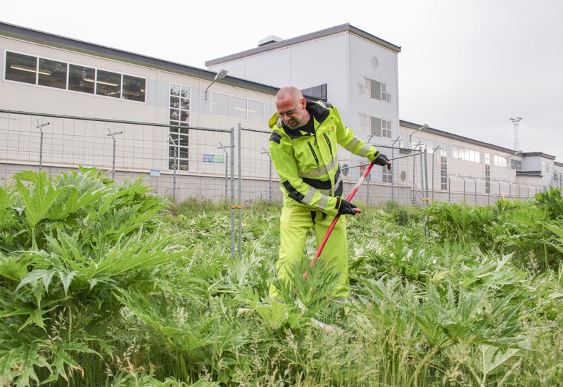 Man med lie tar ner jätteloka.
