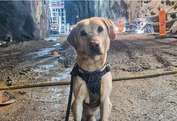 Hund sitter i en tunnel.